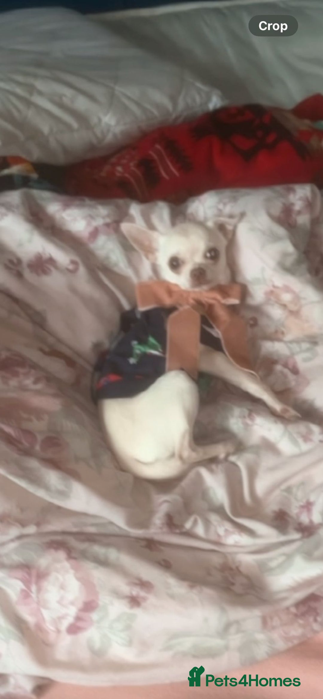 Chihuahua dogs for sale: Female applehead chihuahua - Image 2