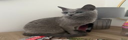 Russian Blue cats for sale: Gorgeous Championship Russian blue kittens  - Advert 16