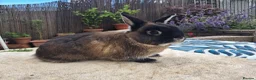 Netherland Dwarf rabbits for sale: Neutered Male Netherland Dwarf 1 year old - Wilf - Advert 10