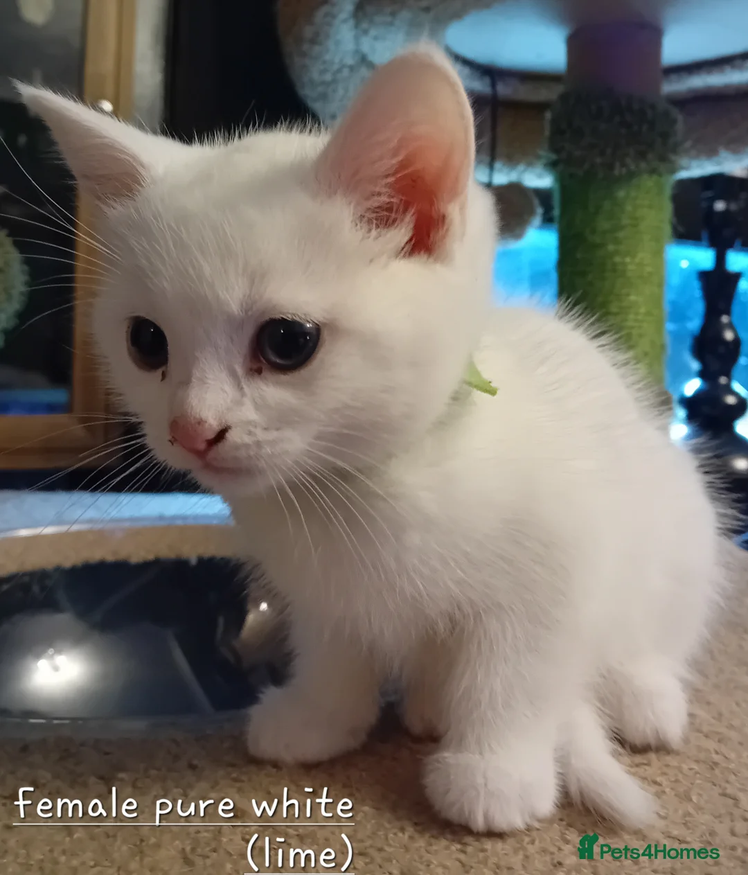 Mixed Breed cats for sale: Last pure white female left - Advert 4