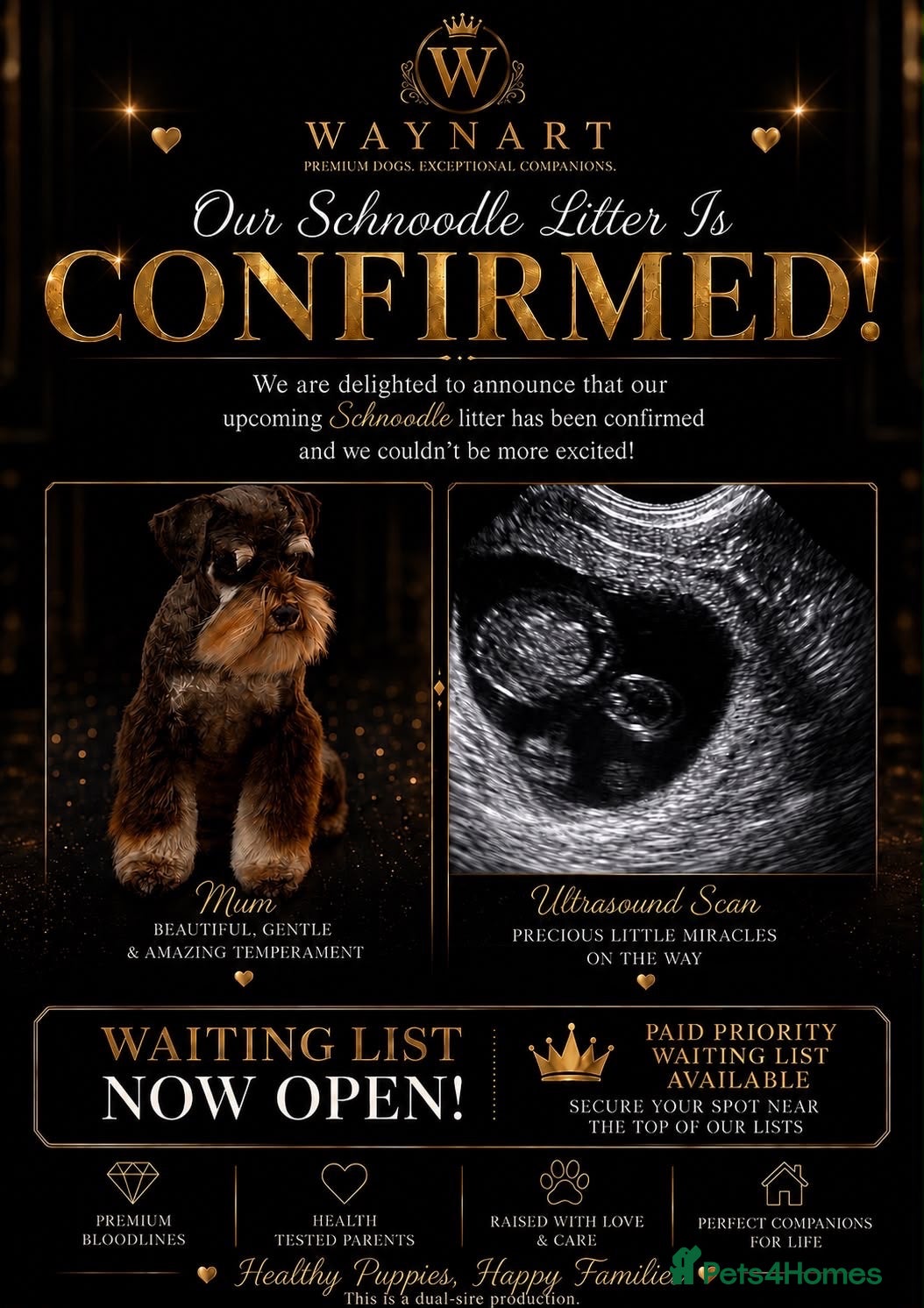 Schnoodle dogs 💫 WAITING LIST OPEN DNA CLEAR SCHNOODLES 💫  - Advert 1