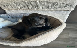Cocker Spaniel dogs for sale: Beautiful pure black Show cocker spaniel boy puppy - Image 2