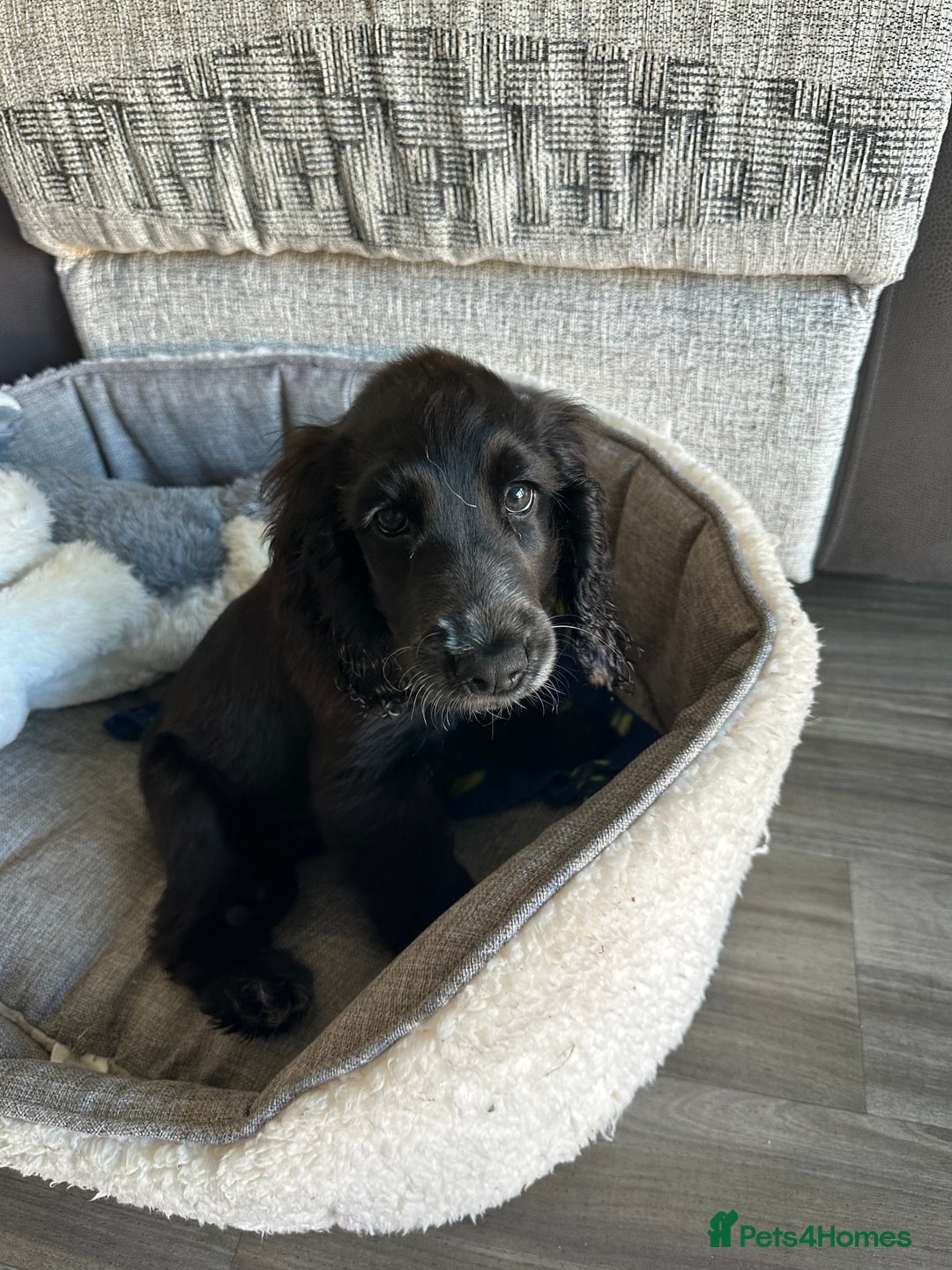Cocker Spaniel dogs for sale: Beautiful pure black Show cocker spaniel boy puppy - Image 2