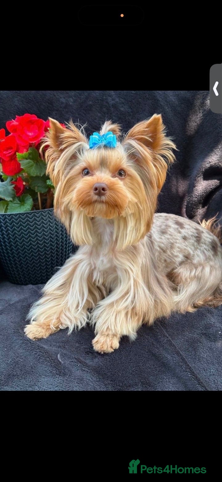 Yorkshire Terrier dogs Merl Yorkshire Terrier Male - Advert 5