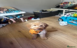 Cockapoo dogs for sale: Dexter  - Image 2