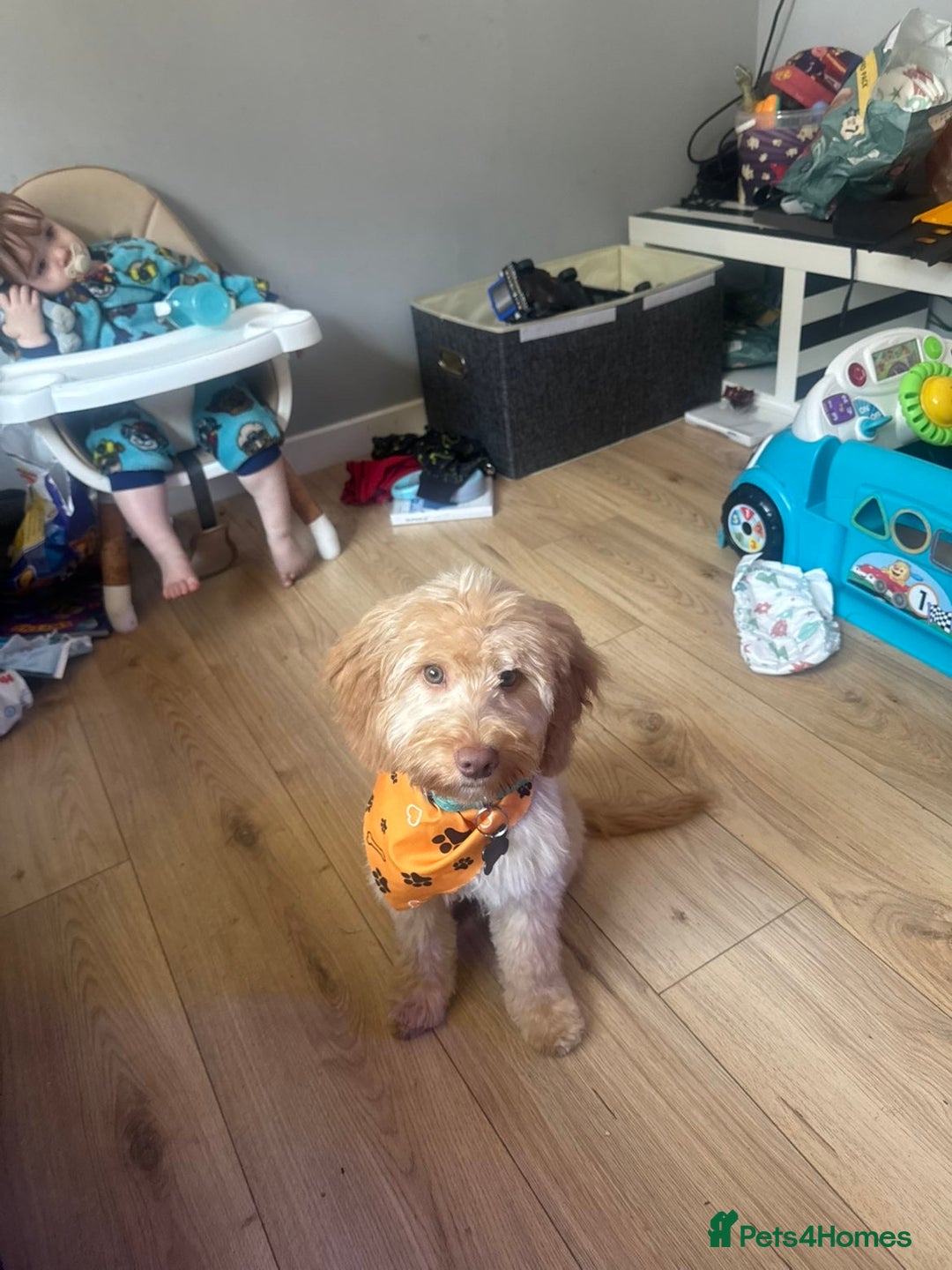 Cockapoo dogs for sale: Dexter  - Image 2