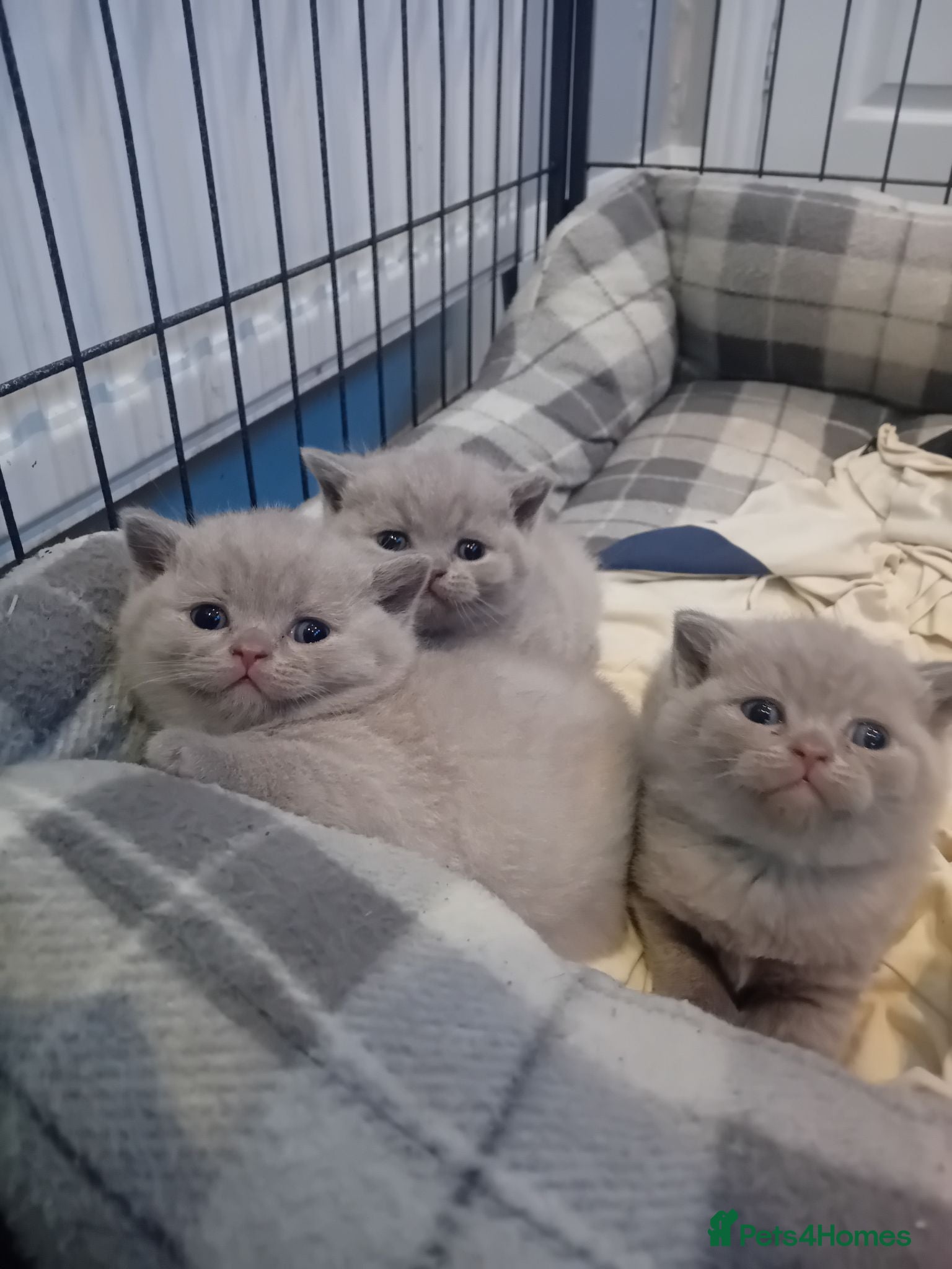 British Shorthair cats lilac british shorthair kittens - Advert 2