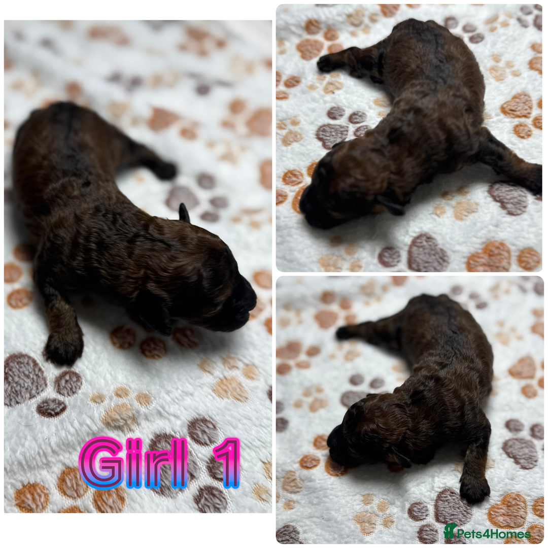 Cockapoo dogs for sale: Beautiful Fully Health Tested Cockapoos - Image 13