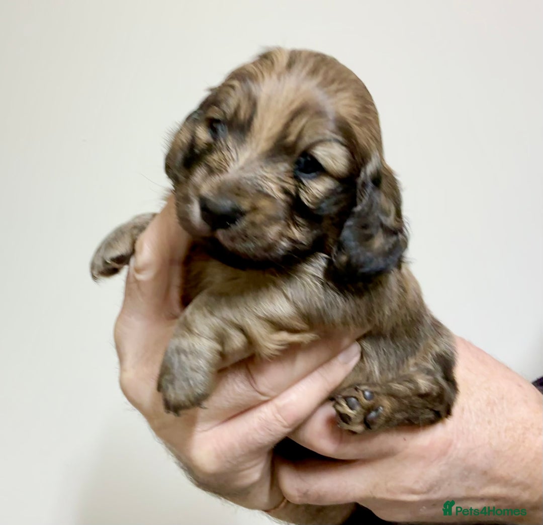 Miniature Dachshund dogs for sale: KC reg mini longhaired dachshund pups - Advert 25