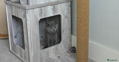 British Shorthair cats - Advert 4