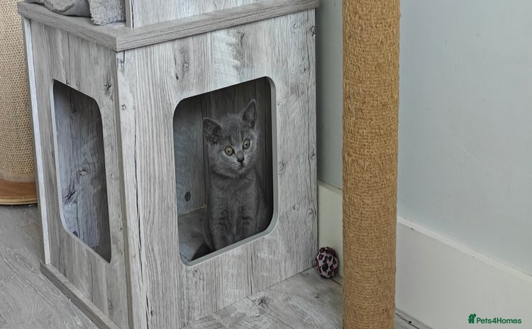 British Shorthair cats - Advert 8