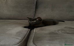 British Shorthair cats for sale: 🐾 Adorable Baby Kittens for Sale! 🐾 - Image 8