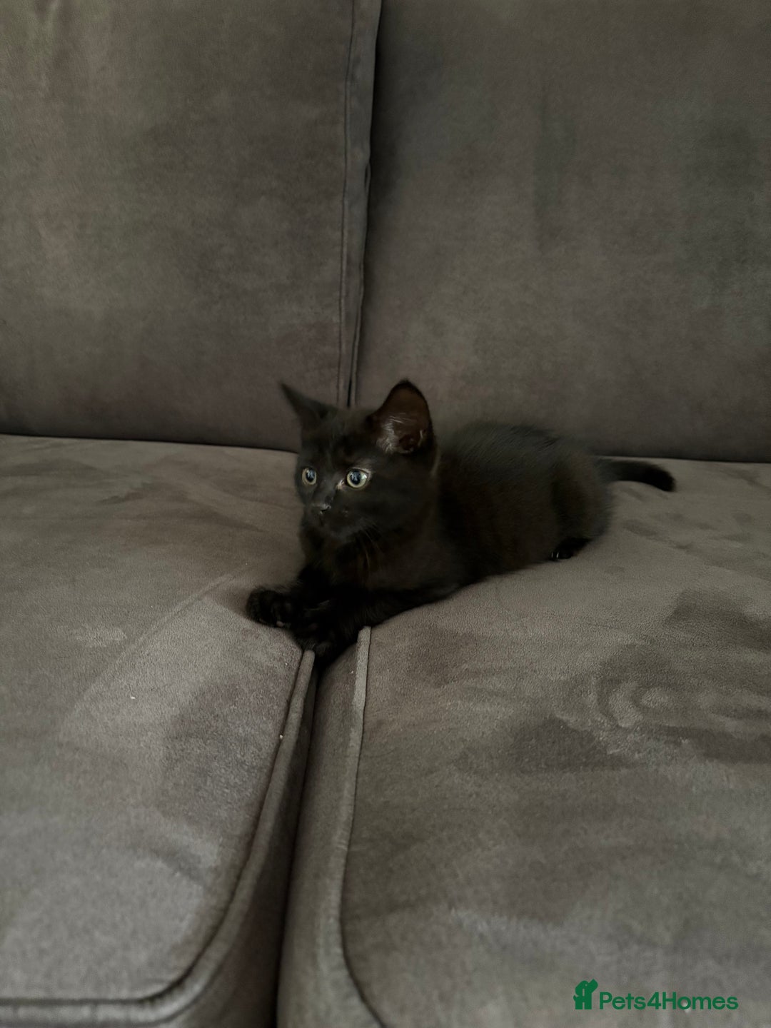 British Shorthair cats for sale: 🐾 Adorable Baby Kittens for Sale! 🐾 - Image 8