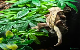 Gecko reptiles for sale: Breeding pair of crested geckos  - Image 10
