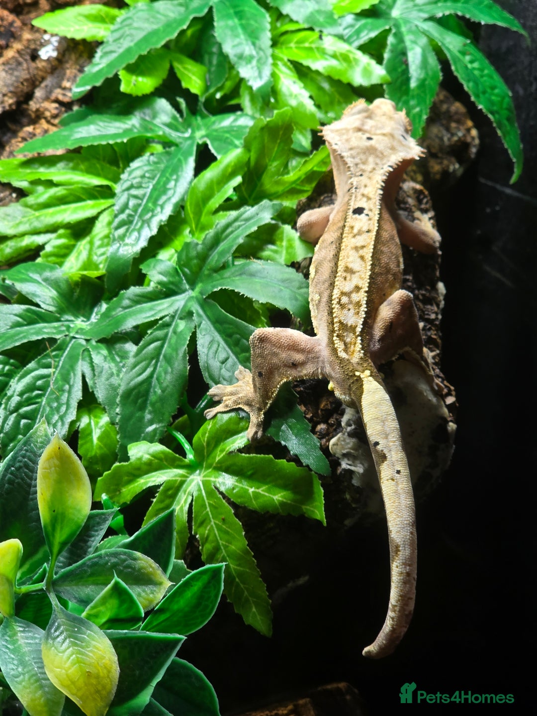 Gecko reptiles for sale: Breeding pair of crested geckos  - Image 10