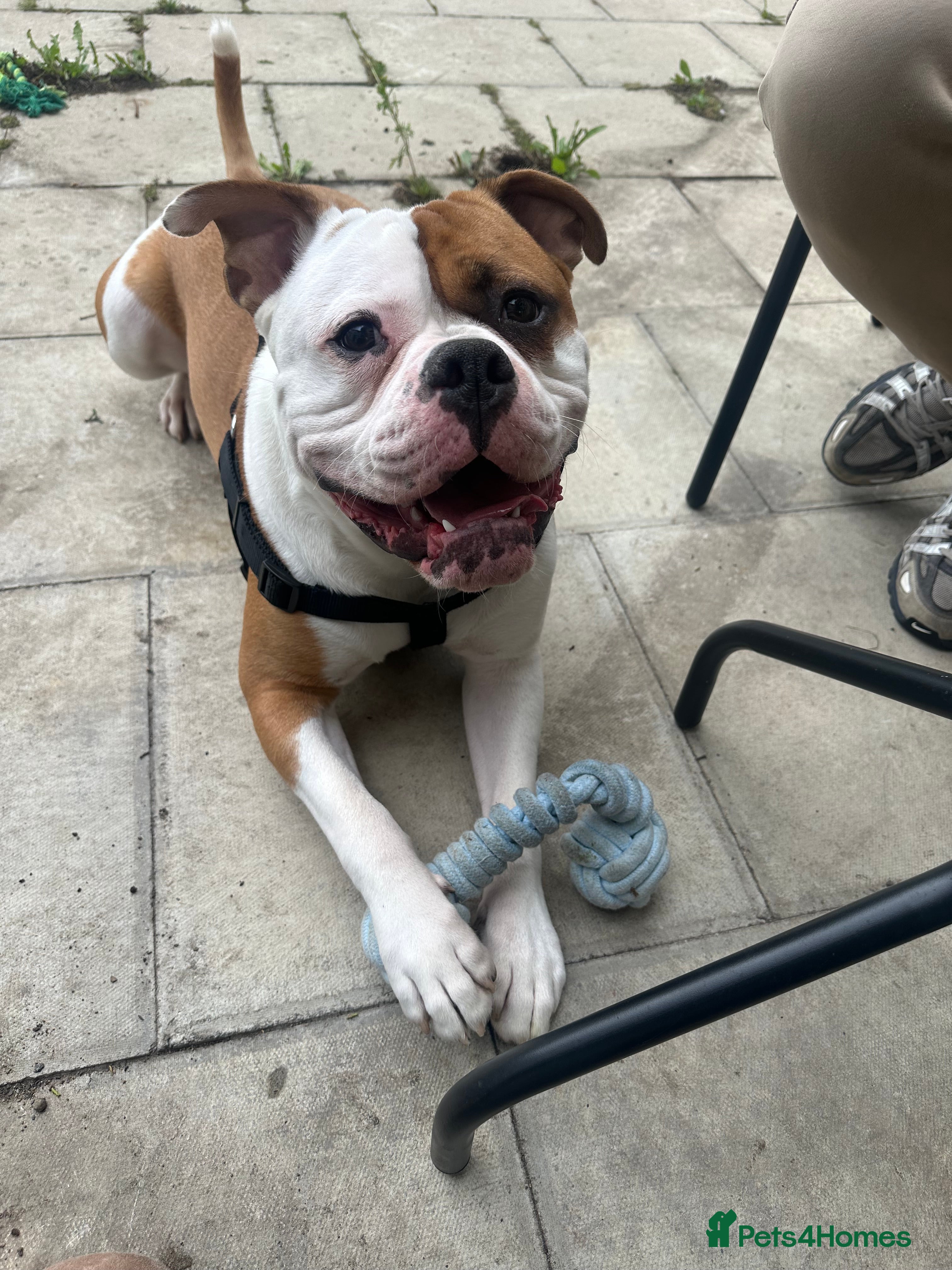 American Bulldog dogs Koda  - Advert 3