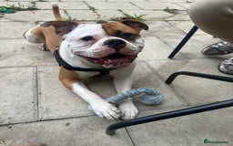 American Bulldog dogs for stud: Koda  - Image 1