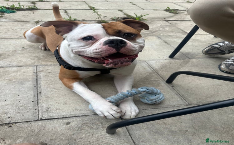 American Bulldog dogs - Advert 2