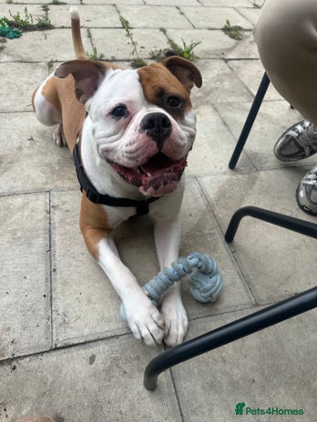 American Bulldog dogs - Advert 1