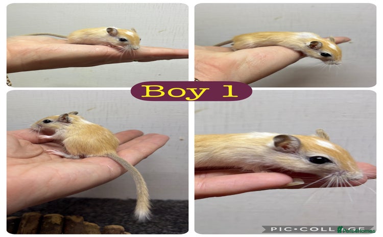 Gerbil rodents - Advert 1