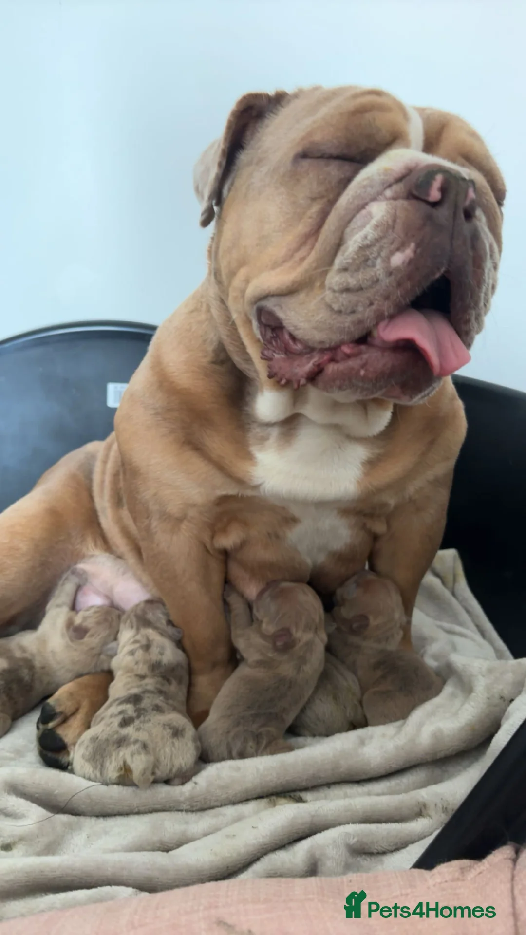 English Bulldog dogs for sale: Gorgeous English Bulldogs  - Advert 15
