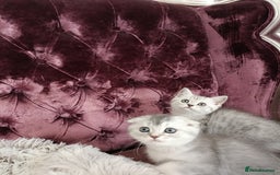 British Shorthair cats for sale: Gorgeous kittens for sale  - Image 5