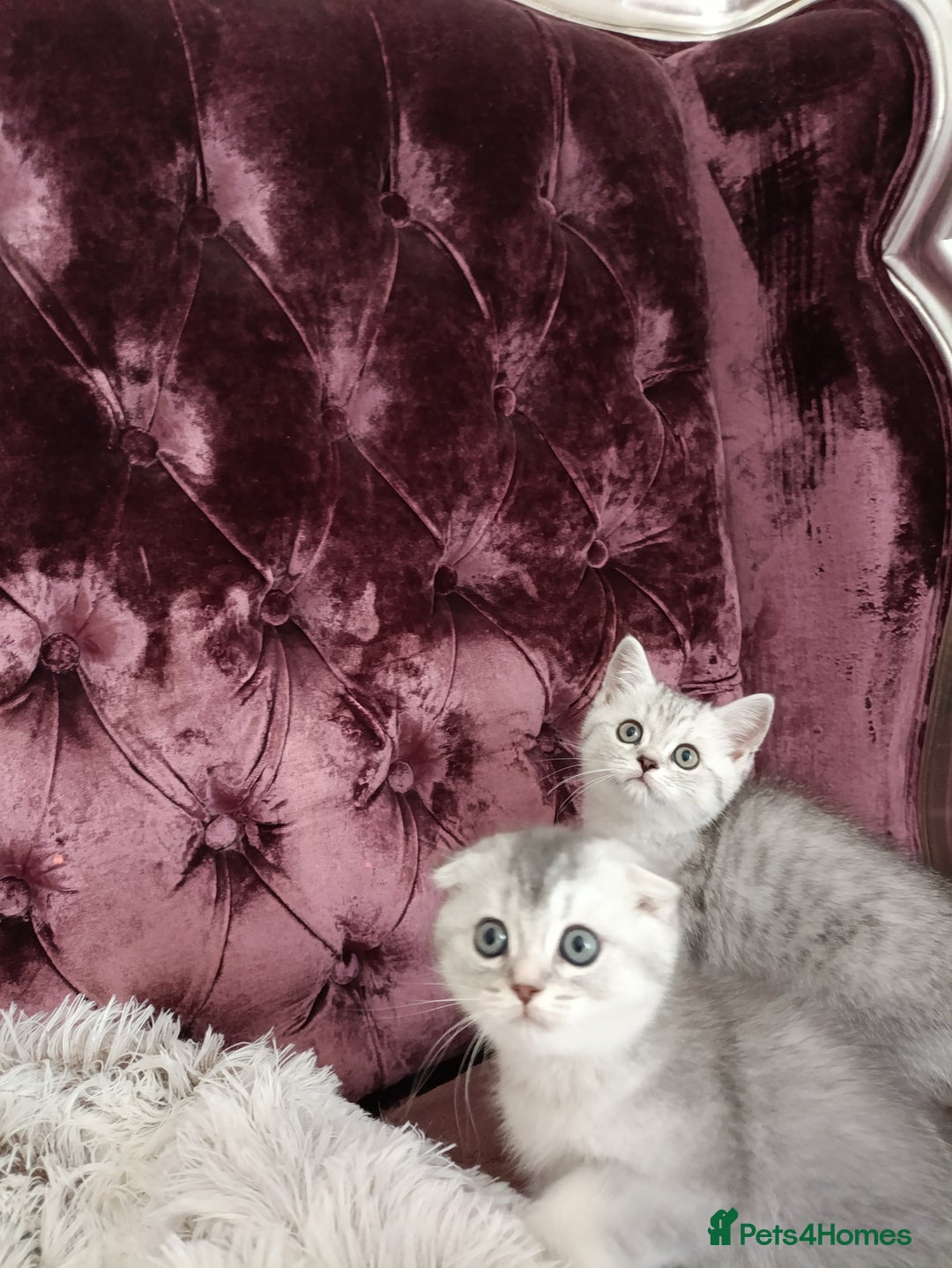 British Shorthair cats for sale: Gorgeous kittens for sale  - Image 5