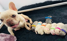 French Bulldog dogs for stud: Now FBCE GOLD! x OFFER- Fertility package inc in Matlock - Image 26