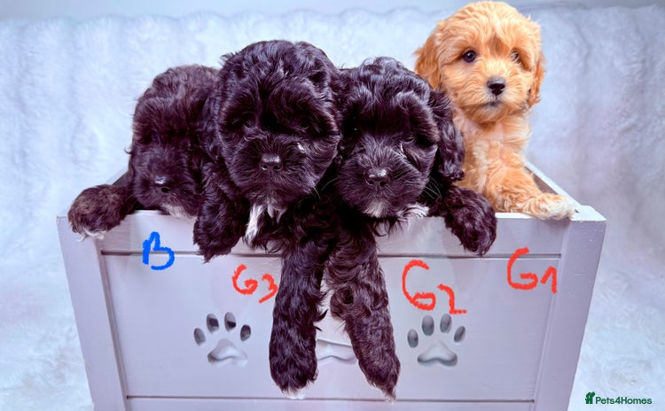 Maltipoo dogs - Advert 2