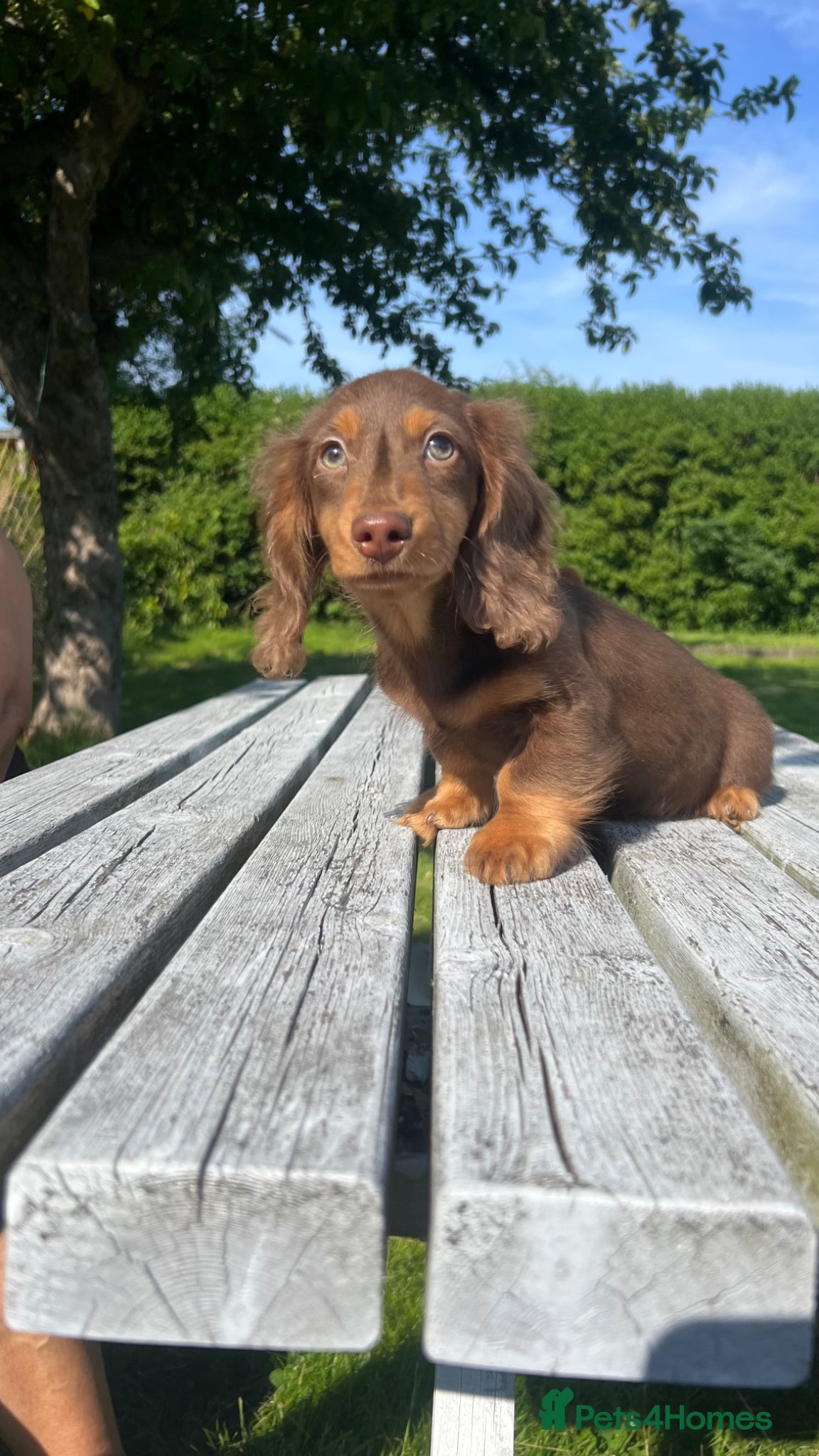 Miniature Dachshund dogs Reduced Price - Beautiful Longhair Boys Available - Advert 5
