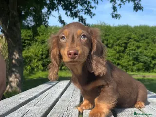 Miniature Dachshund dogs Reduced Price - Beautiful Longhair Boys Available - Advert 5