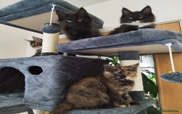Maine Coon cats for sale: Maine Coon Kittens - Fluffy Chaos Incoming - Image 7