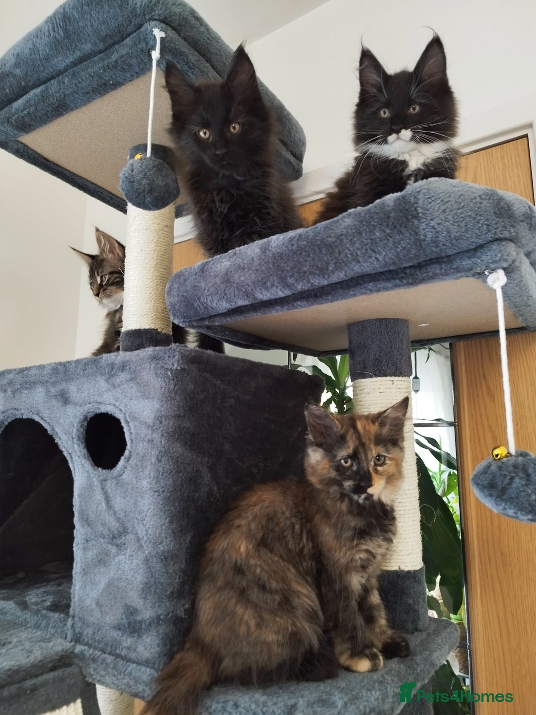 Maine Coon cats for sale: Maine Coon Kittens - Fluffy Chaos Incoming - Image 7