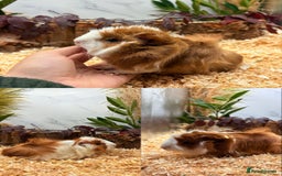 Guinea Pig rodents for sale: ✨Lots of Baby boy Guinea Pigs ✨🐹🩵 - Image 17