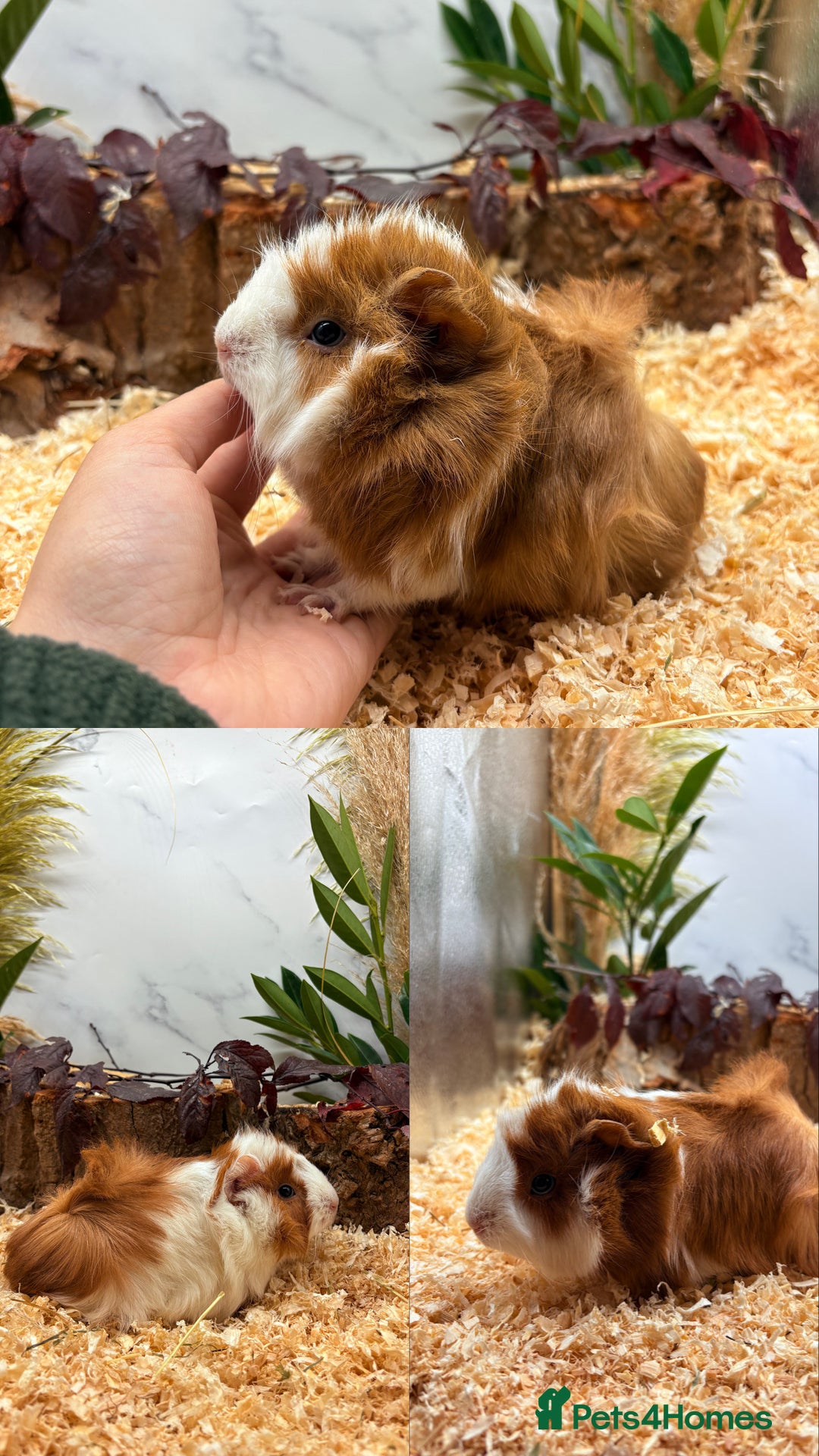 Guinea Pig rodents for sale: ✨Lots of Baby boy Guinea Pigs ✨🐹🩵 - Image 17