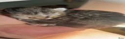 Mixed Breed cats for sale: Beautiful litter - Advert 2