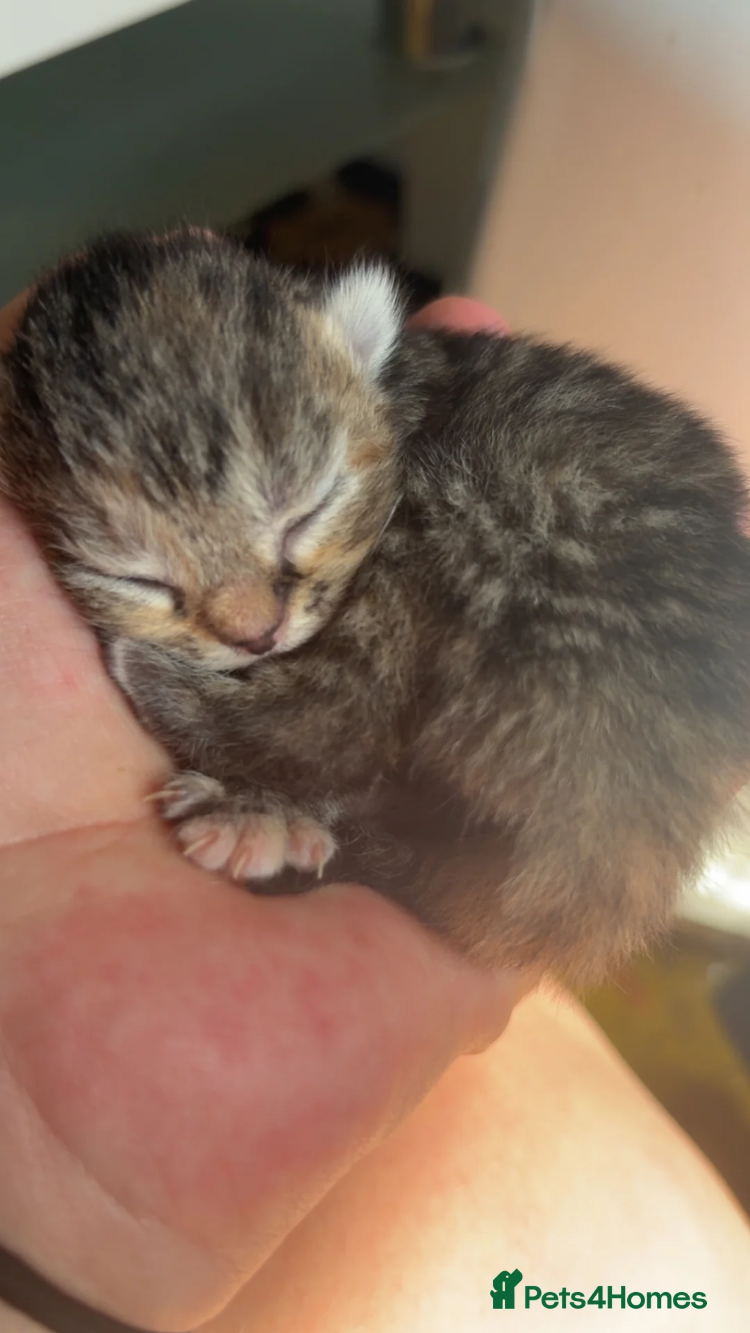 Mixed Breed cats for sale: Beautiful litter - Advert 2