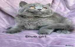 British Shorthair cats for sale: British shorthair kittens🐻🐻‍❄️🐻🐻‍❄️🐻🐻‍❄️ - Image 4
