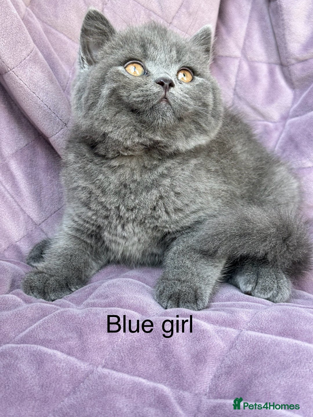 British Shorthair cats for sale: British shorthair kittens🐻🐻‍❄️🐻🐻‍❄️🐻🐻‍❄️ - Image 4