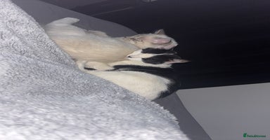 Ragdoll cats - Advert 16