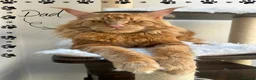Maine Coon cats for sale: TICa reg 9 XXL Massive Red Kittens - Advert 19