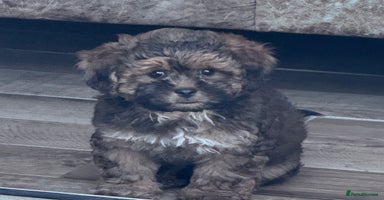 Shihpoo dogs - Advert 15