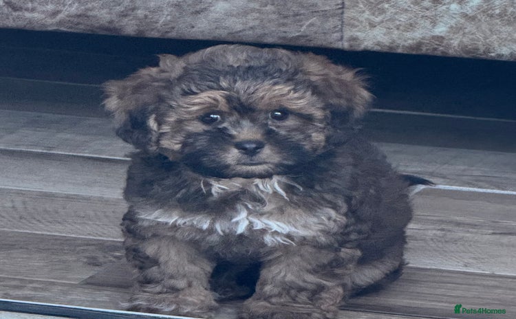 Shihpoo dogs - Advert 1