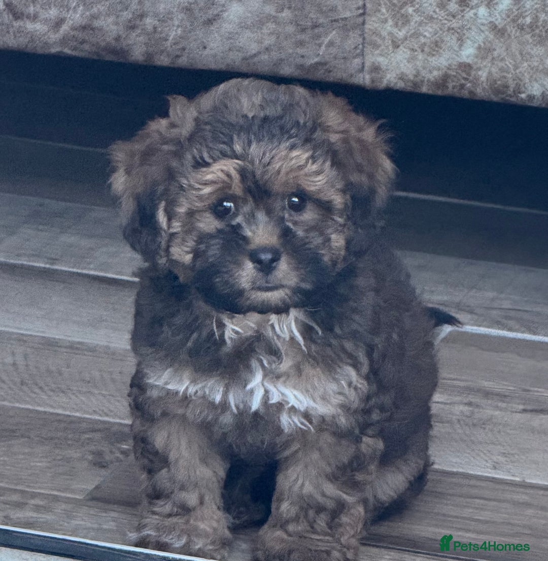 Shihpoo dogs for sale: Shihpoo puppies - Image 1