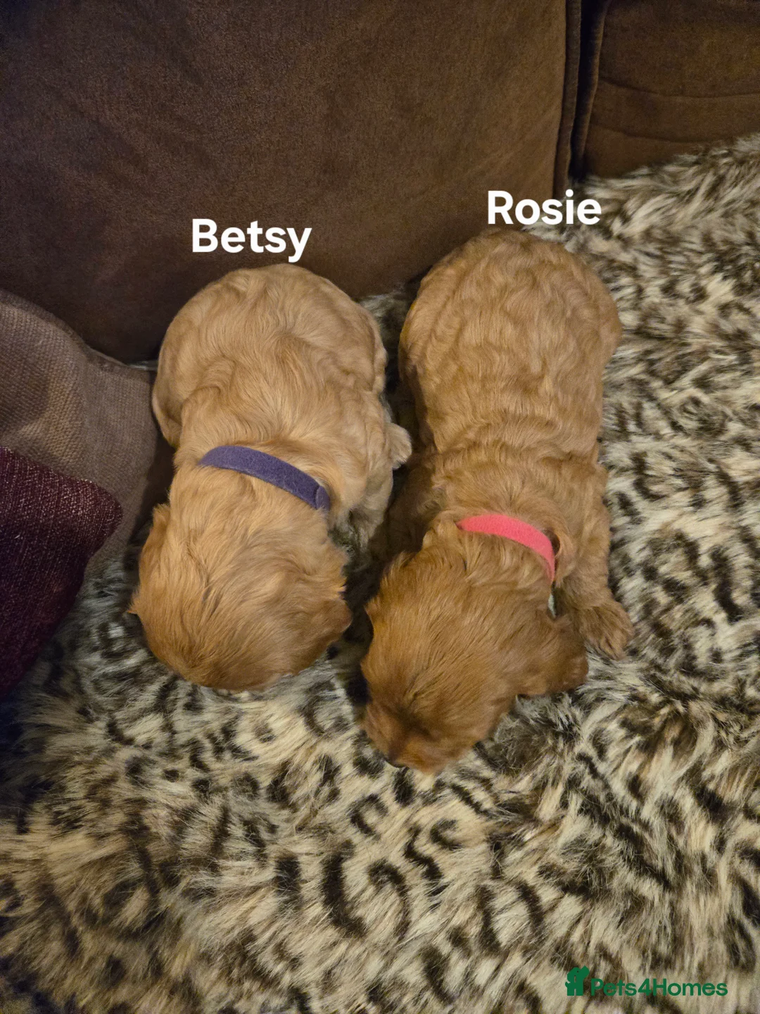 Cockapoo dogs for sale: Gorgeous show toy cockapoo puppies - Advert 2