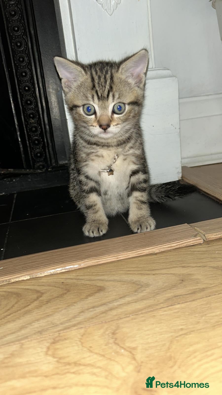 Mixed Breed cats Tobycat - Advert 1