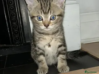 Mixed Breed cats Tobycat - Advert 1