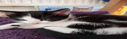 Mixed Breed cats for sale: Litter of 5 kittens for sale in Corby - Advert 4