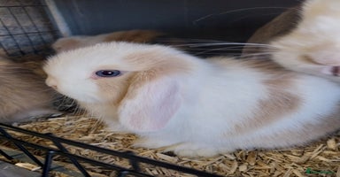 Mini Lop rabbits - Advert 6