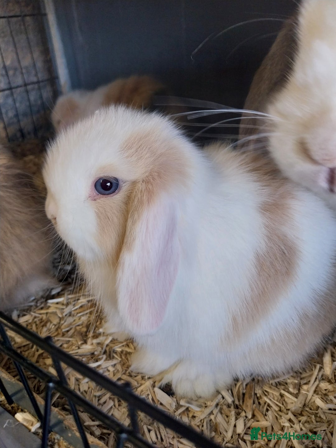 Mini Lop rabbits for sale: Mini lop rabbits  - Image 2